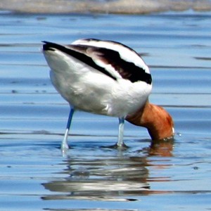 American Avocet IMG_18542 20110416v1