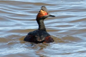 Eared Grebe IMG_18518 20110409