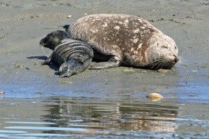 Harbor Seal Mother and Pup IMG_18526 20110409