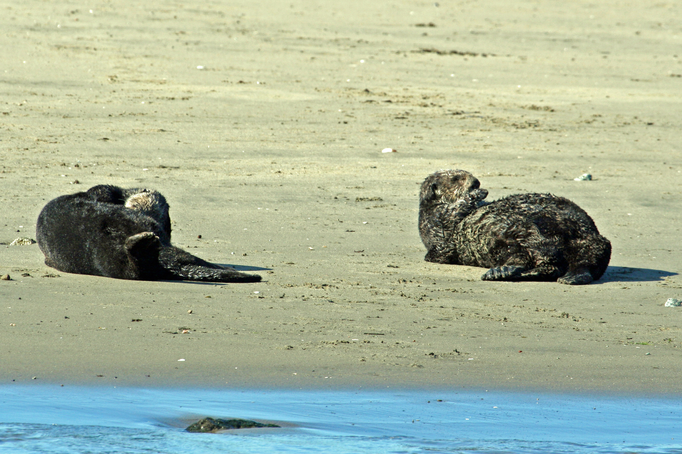 Two Otters on the Beach IMG_18512 20110409