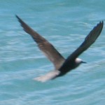 Black Noddy 20110503 IMG_19104